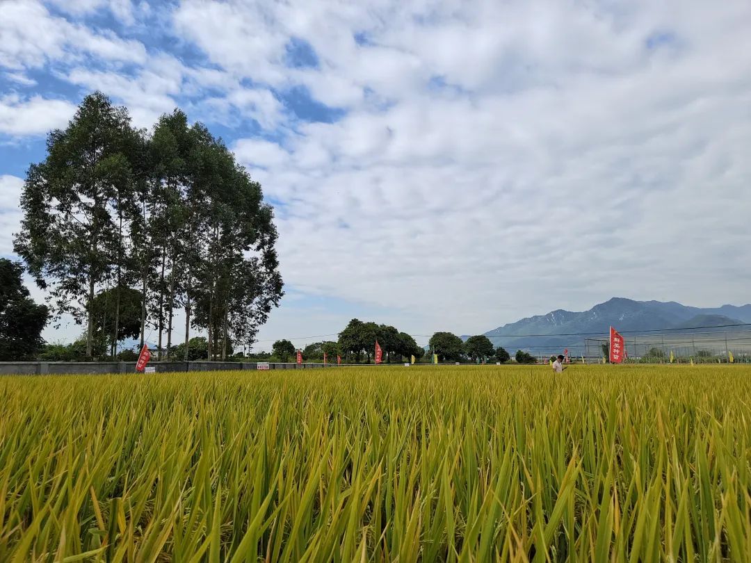 米農家寺崎の毎日: お米の苗を育てる