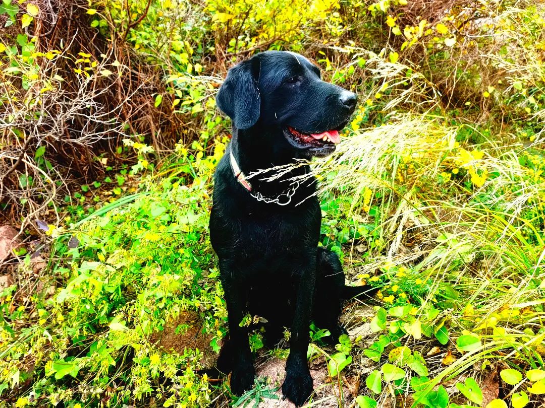 “汪汪队立大功！” 登山失联一夜的老人，被“它”找到了…休闲区蓝鸢梦想 - Www.slyday.coM