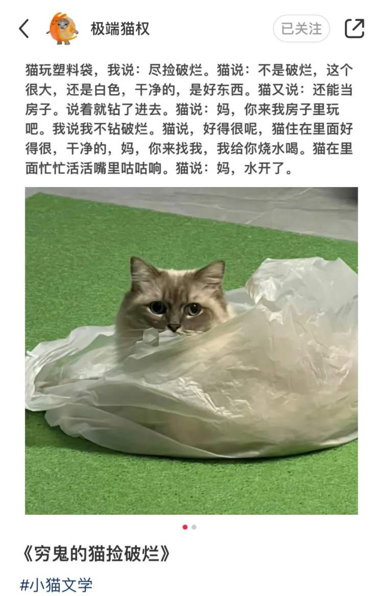 突然爆火的“小猫文学”，戳中了谁休闲区蓝鸢梦想 - Www.slyday.coM