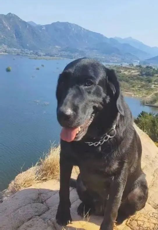 “汪汪队立大功！” 登山失联一夜的老人，被“它”找到了…休闲区蓝鸢梦想 - Www.slyday.coM