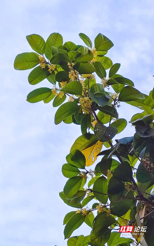 每口空气都是香甜的，这几天你闻到长沙街头桂花香了吗？休闲区蓝鸢梦想 - Www.slyday.coM