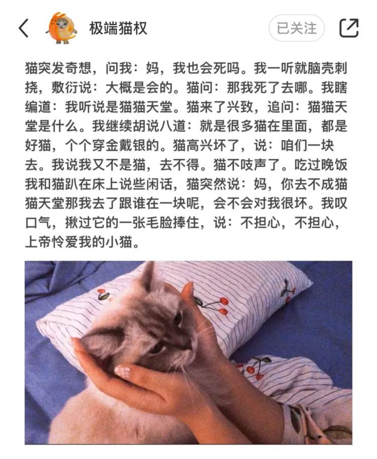 突然爆火的“小猫文学”，戳中了谁休闲区蓝鸢梦想 - Www.slyday.coM
