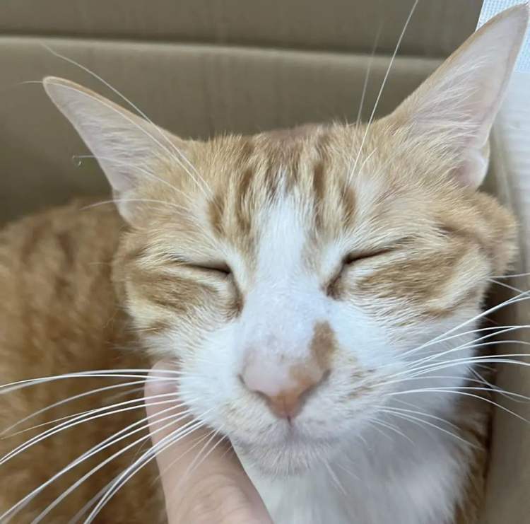 突然爆火的“小猫文学”，戳中了谁休闲区蓝鸢梦想 - Www.slyday.coM