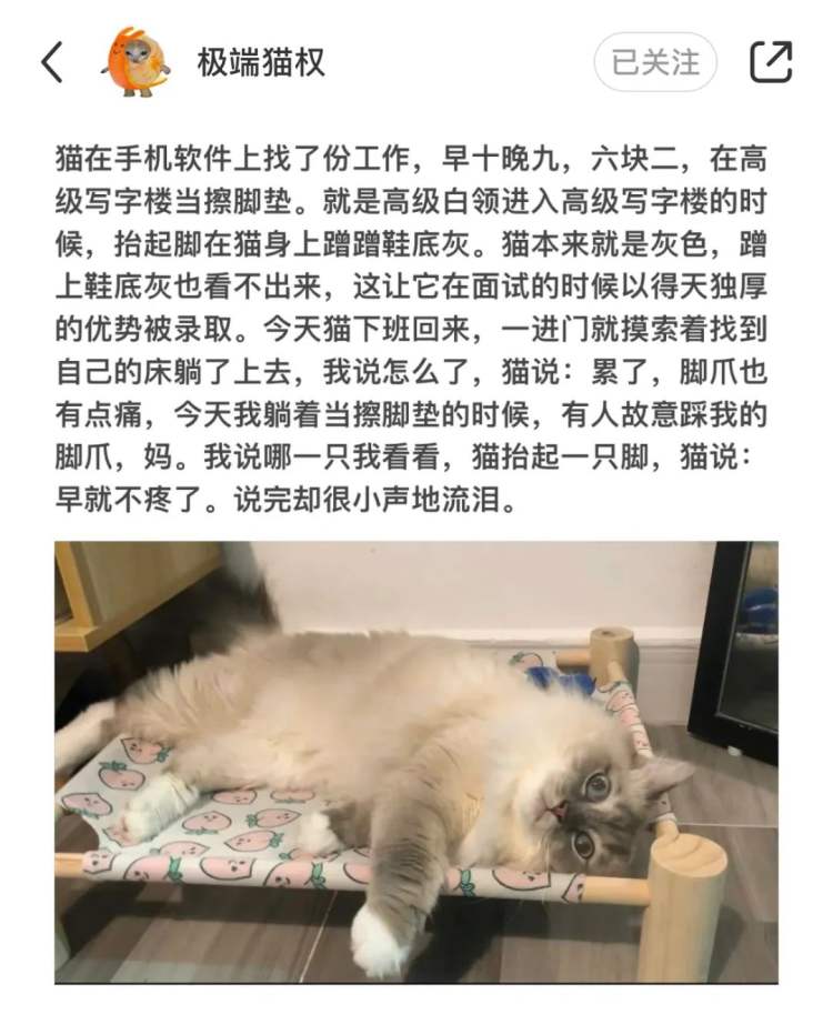 突然爆火的“小猫文学”，戳中了谁休闲区蓝鸢梦想 - Www.slyday.coM