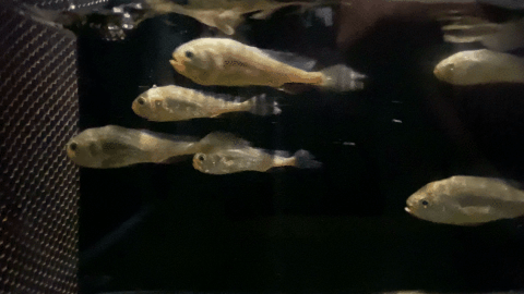 你不知道，它们得多努力才能被你吃到！休闲区蓝鸢梦想 - Www.slyday.coM