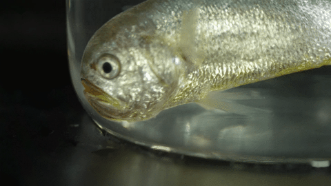 你不知道，它们得多努力才能被你吃到！休闲区蓝鸢梦想 - Www.slyday.coM