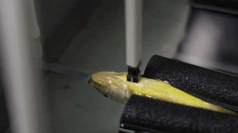 你不知道，它们得多努力才能被你吃到！休闲区蓝鸢梦想 - Www.slyday.coM