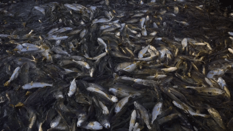 你不知道，它们得多努力才能被你吃到！休闲区蓝鸢梦想 - Www.slyday.coM