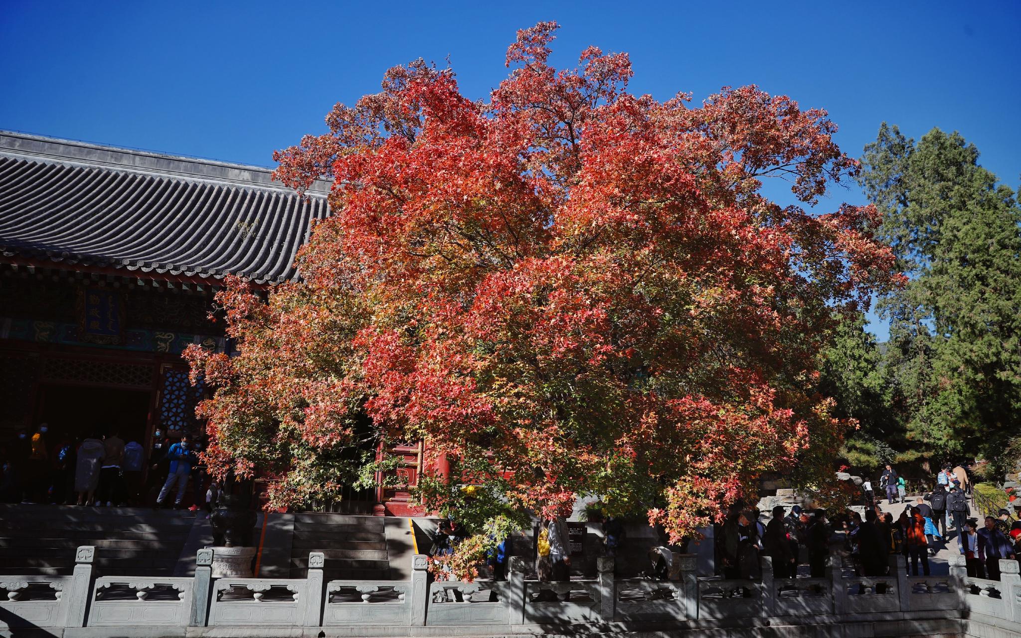 香山公园东门的元宝枫.新京报记者 薛珺 摄