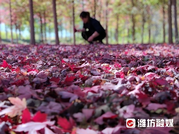 层林尽染秋意浓看！这是深秋的潍坊休闲区蓝鸢梦想 - Www.slyday.coM