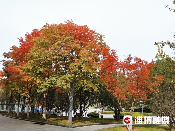 层林尽染秋意浓看！这是深秋的潍坊休闲区蓝鸢梦想 - Www.slyday.coM