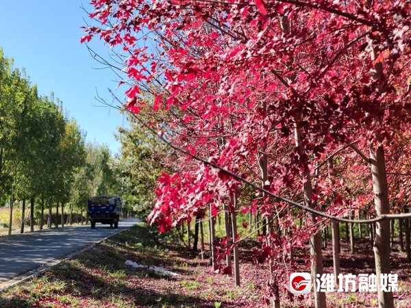 层林尽染秋意浓看！这是深秋的潍坊休闲区蓝鸢梦想 - Www.slyday.coM