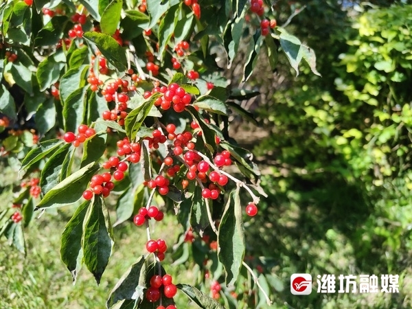 层林尽染秋意浓看！这是深秋的潍坊休闲区蓝鸢梦想 - Www.slyday.coM