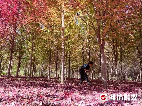 层林尽染秋意浓看！这是深秋的潍坊休闲区蓝鸢梦想 - Www.slyday.coM