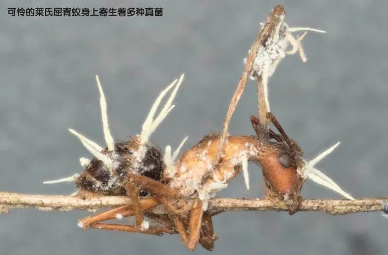 揭开黑帽SEO的奥秘面纱