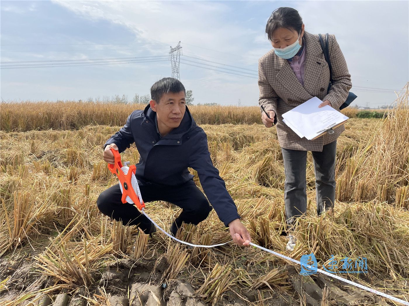 宿城:稻谷收割时,田间测产忙|张强_新浪新闻