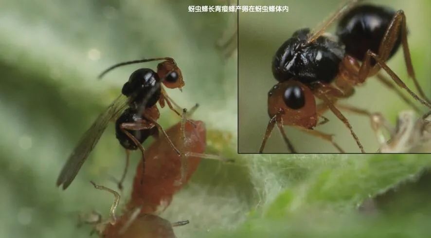 被寄生的寄生虫|真菌|树叶|寄生虫_新浪新闻