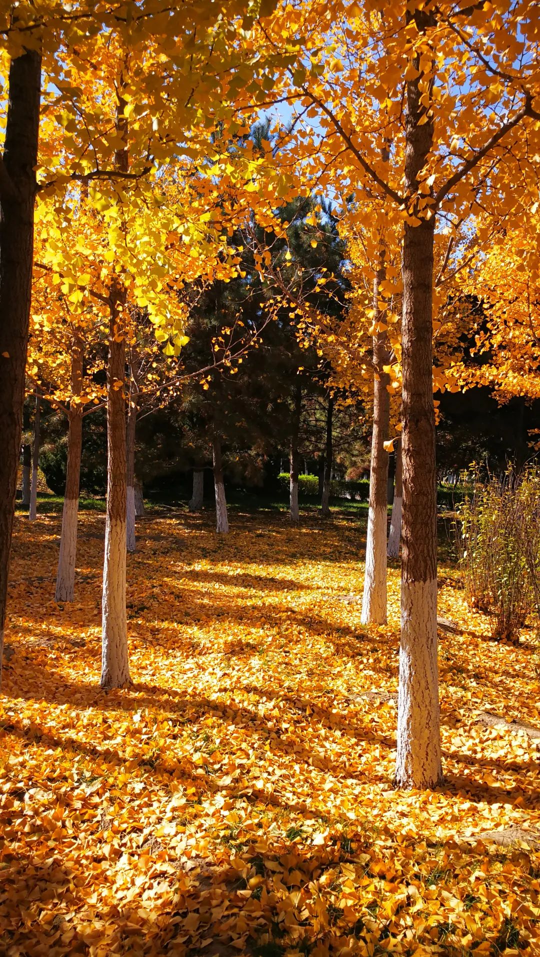 念坛公园秋景.大兴区园林绿化局供图