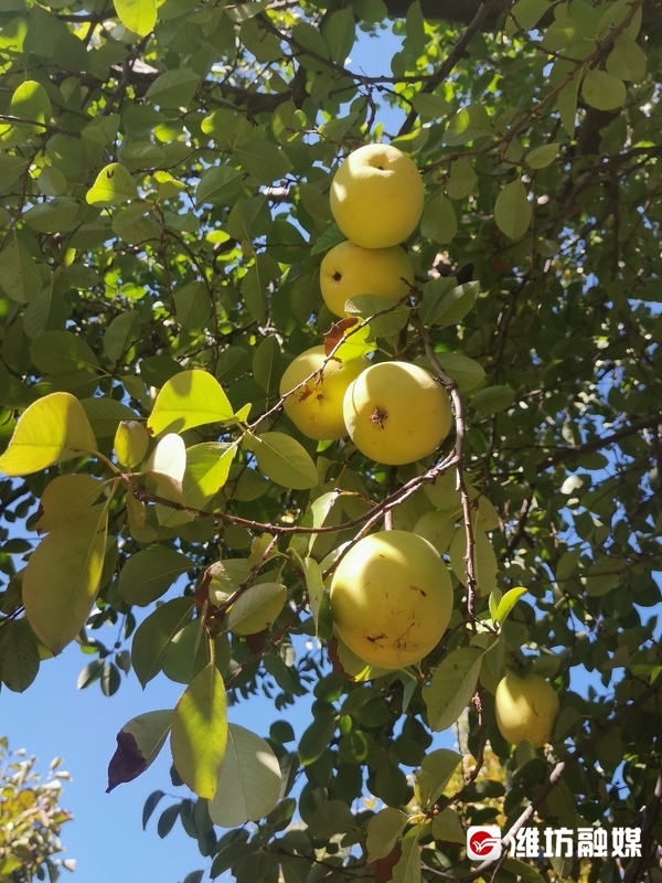 层林尽染秋意浓看！这是深秋的潍坊休闲区蓝鸢梦想 - Www.slyday.coM