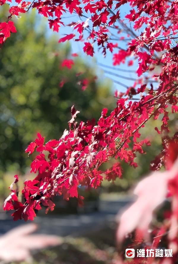 层林尽染秋意浓看！这是深秋的潍坊休闲区蓝鸢梦想 - Www.slyday.coM