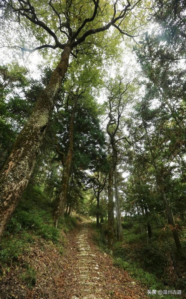 秋高气爽,温州这条经典千年古道走起!枫叶红时更美__财经头条