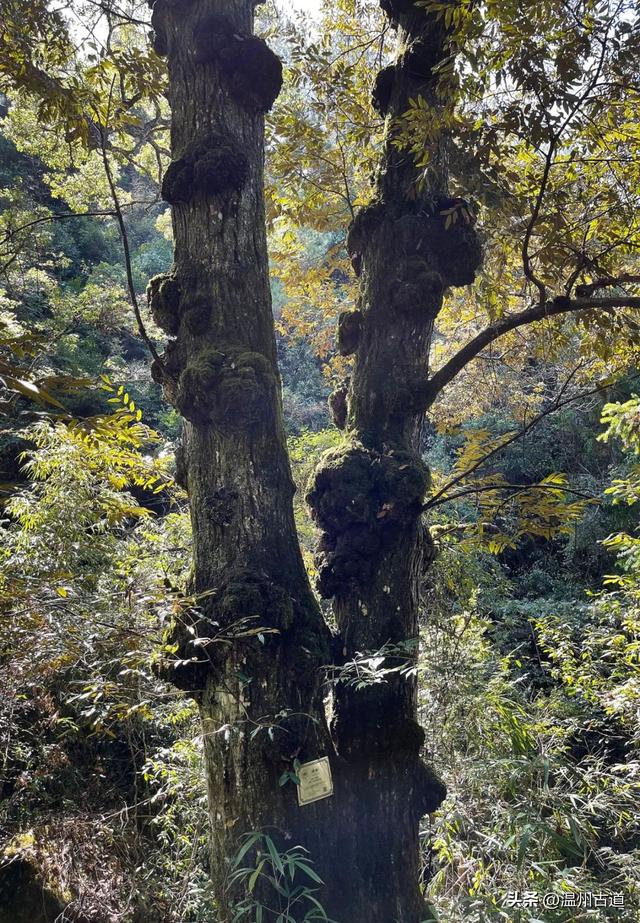 秋高气爽,温州这条经典千年古道走起!枫叶红时更美__财经头条