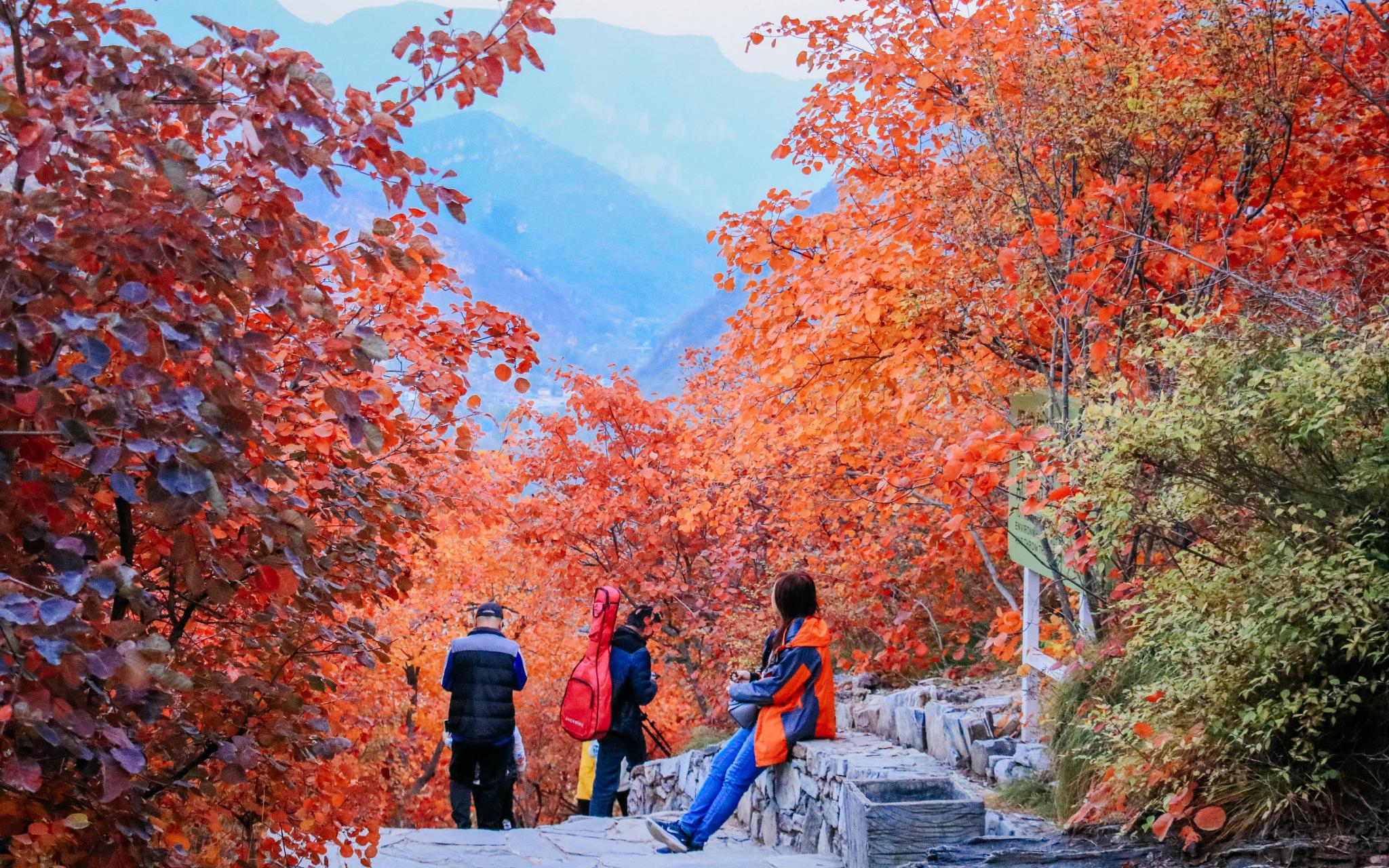 坡峰岭红叶观赏进入客流高峰期 房山文旅局建议错峰游览_手机新浪网