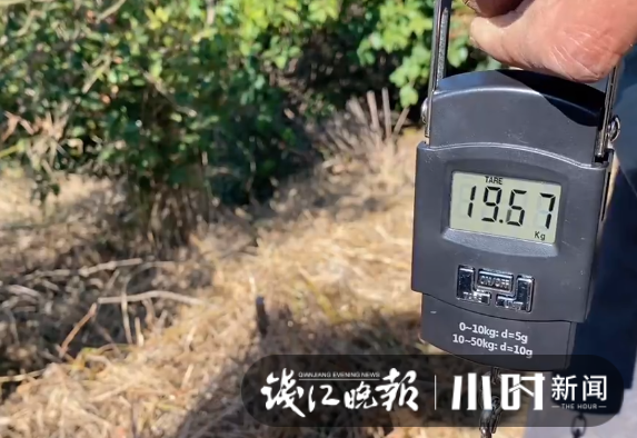 一棵树两斤油，浙江油茶霜降开采，如果一对夫妻管理百亩油茶，年收入能有多少？休闲区蓝鸢梦想 - Www.slyday.coM