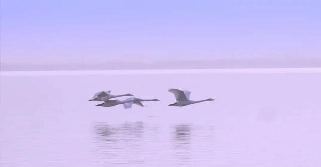 康养山西丨和水鸟一起去亲近葱茏湿地休闲区蓝鸢梦想 - Www.slyday.coM