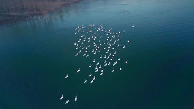 康养山西丨和水鸟一起去亲近葱茏湿地休闲区蓝鸢梦想 - Www.slyday.coM