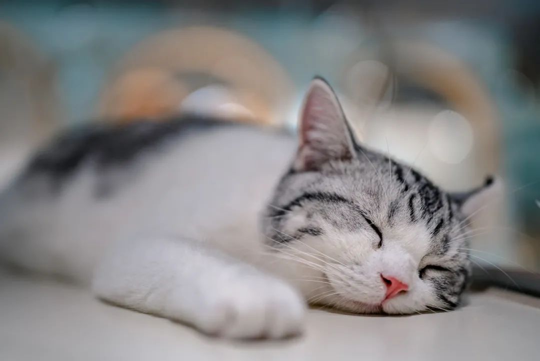 没错，猫狗也会做梦，你好奇吗?休闲区蓝鸢梦想 - Www.slyday.coM