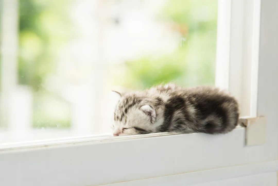 没错，猫狗也会做梦，你好奇吗?休闲区蓝鸢梦想 - Www.slyday.coM