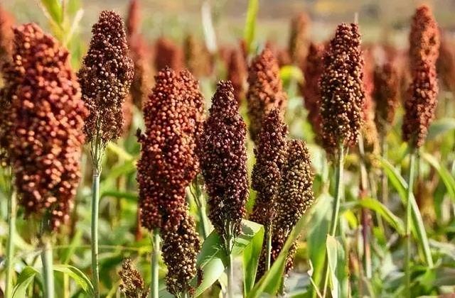 面面俱到｜这碗红面，缓解了多少人的乡愁休闲区蓝鸢梦想 - Www.slyday.coM