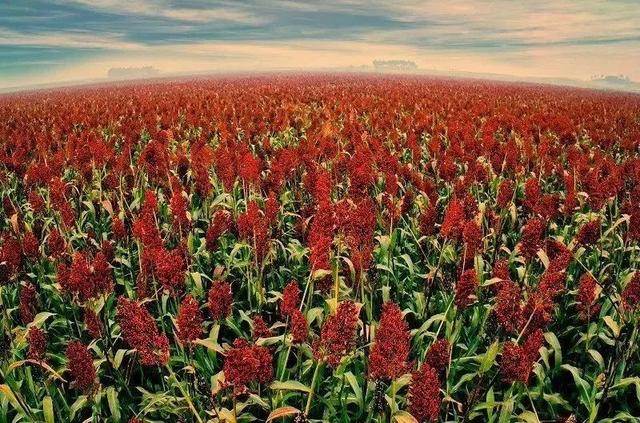 面面俱到｜这碗红面，缓解了多少人的乡愁休闲区蓝鸢梦想 - Www.slyday.coM