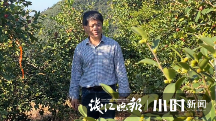 一棵树两斤油，浙江油茶霜降开采，如果一对夫妻管理百亩油茶，年收入能有多少？休闲区蓝鸢梦想 - Www.slyday.coM