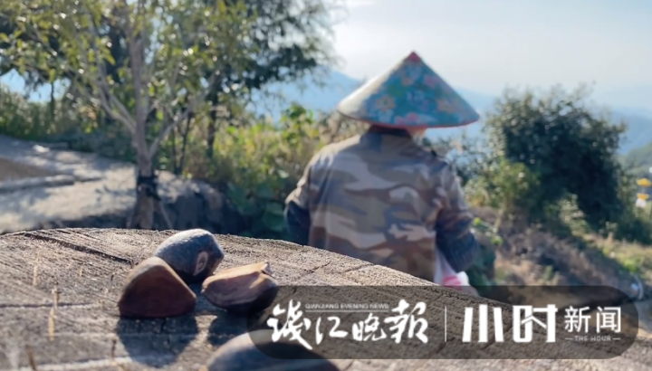 一棵树两斤油，浙江油茶霜降开采，如果一对夫妻管理百亩油茶，年收入能有多少？休闲区蓝鸢梦想 - Www.slyday.coM