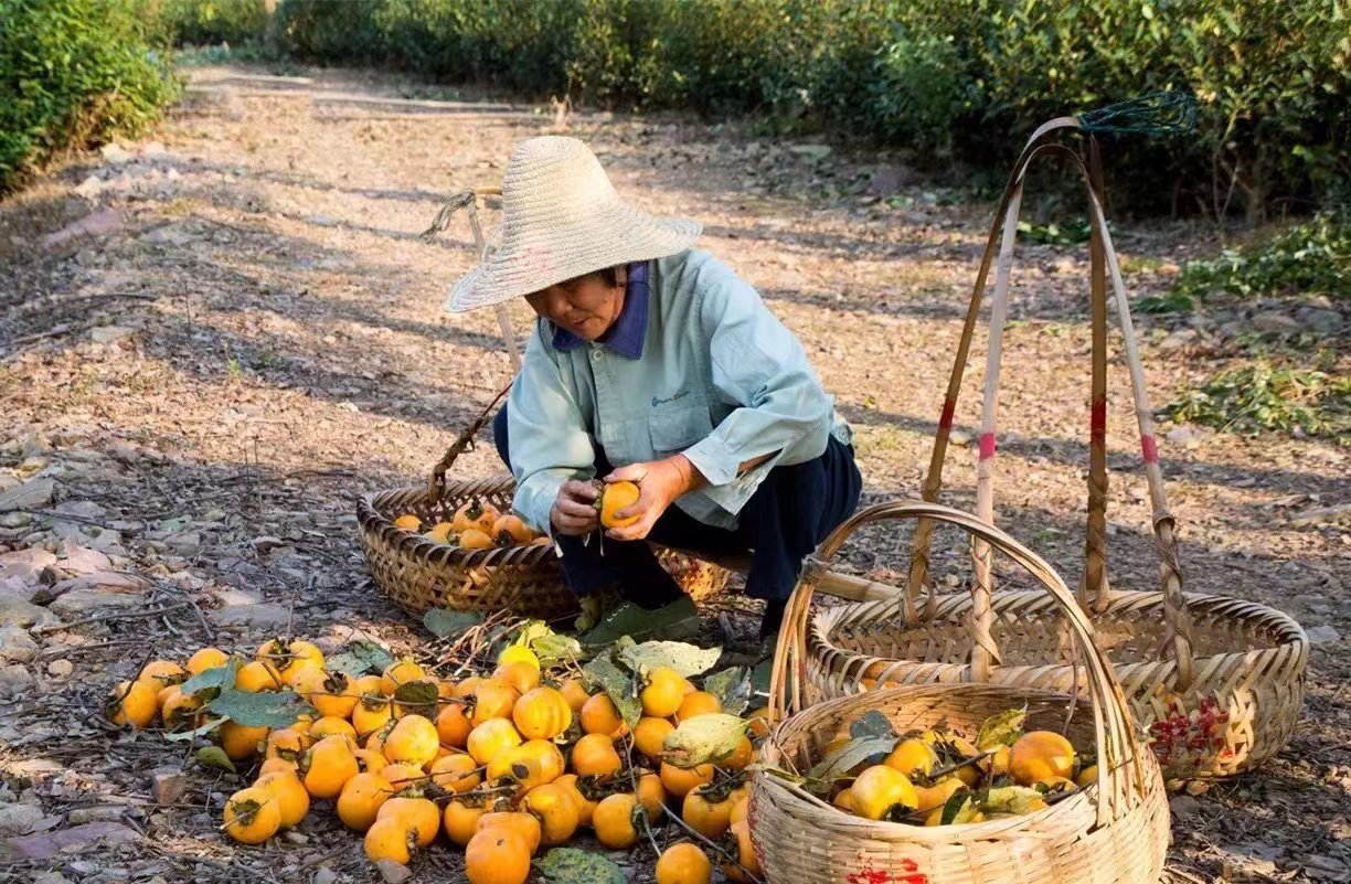 二十四节气 | 霜降来临,杭州这座古村里有好“柿”发生__财经头条