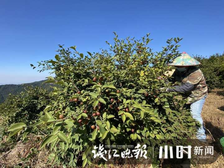 一棵树两斤油，浙江油茶霜降开采，如果一对夫妻管理百亩油茶，年收入能有多少？休闲区蓝鸢梦想 - Www.slyday.coM