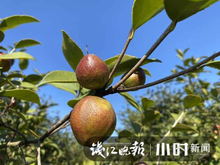 一棵树两斤油，浙江油茶霜降开采，如果一对夫妻管理百亩油茶，年收入能有多少？休闲区蓝鸢梦想 - Www.slyday.coM
