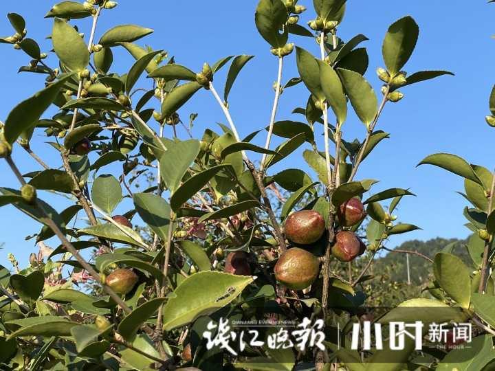 一棵树两斤油，浙江油茶霜降开采，如果一对夫妻管理百亩油茶，年收入能有多少？休闲区蓝鸢梦想 - Www.slyday.coM