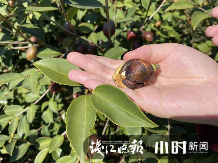 一棵树两斤油，浙江油茶霜降开采，如果一对夫妻管理百亩油茶，年收入能有多少？休闲区蓝鸢梦想 - Www.slyday.coM