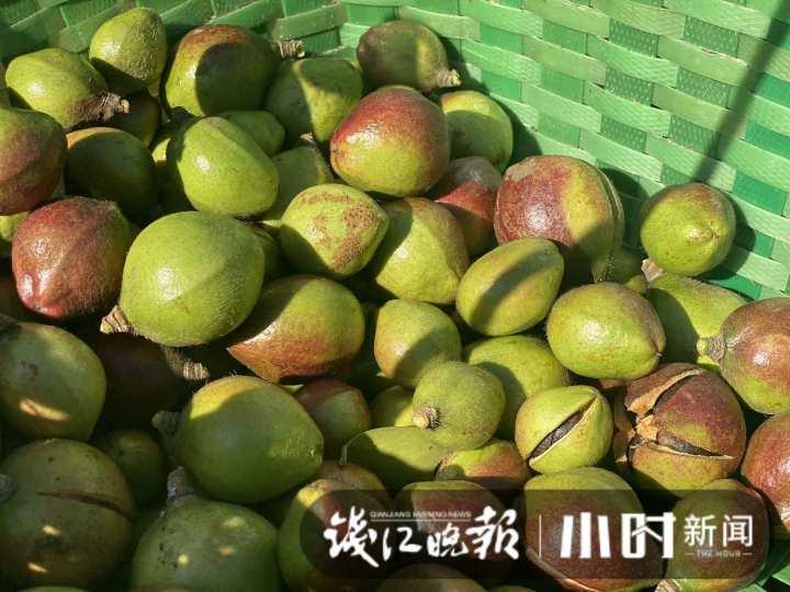 一棵树两斤油，浙江油茶霜降开采，如果一对夫妻管理百亩油茶，年收入能有多少？休闲区蓝鸢梦想 - Www.slyday.coM
