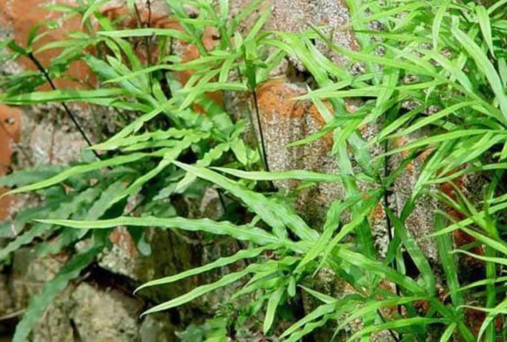 常生于墙角,石头缝中的凤尾草,却是很好的药材,很多人不知道__财经