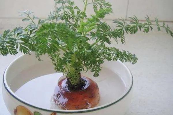 胡萝卜头别扔掉,种植在花盆里,长成好看的绿植,叶片很好吃__财经头条