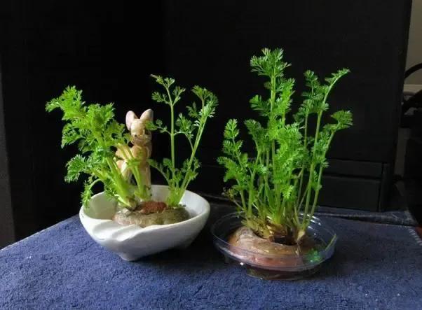 胡萝卜头别扔掉,种植在花盆里,长成好看的绿植,叶片很好吃__财经头条
