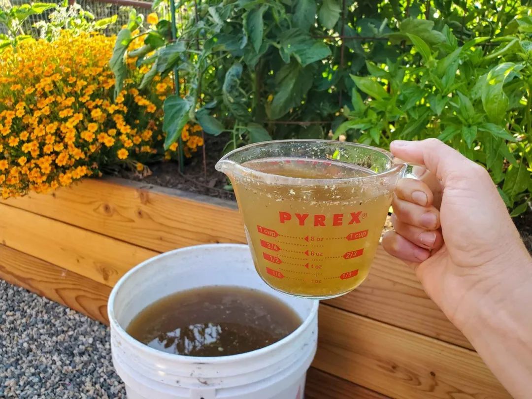 盆土有害虫,除了喷农药,撒一把这种残渣,几分钟害虫就没了__财经头条