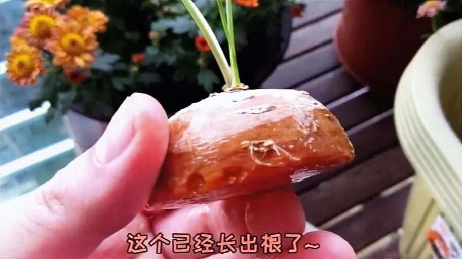 胡萝卜头别扔掉,种植在花盆里,长成好看的绿植,叶片很好吃__财经头条