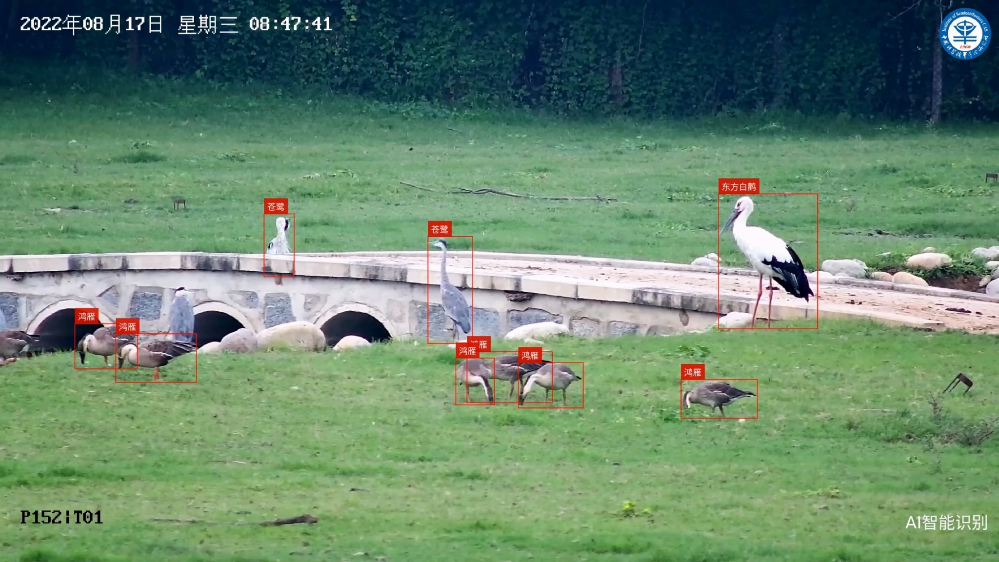 今年8月，北京麋鹿苑一块草坪上，鸟的种类被鸟类智慧监测系统识别了出来。受访者供图