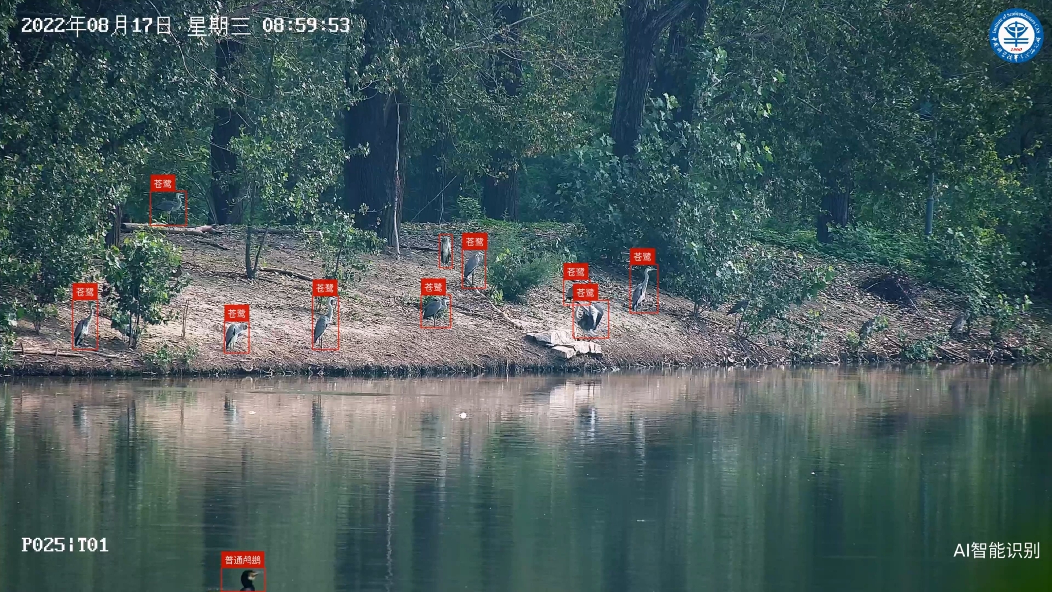 智慧监测系统对翠湖国家城市湿地公园的鸟类进行识别。受访者供图