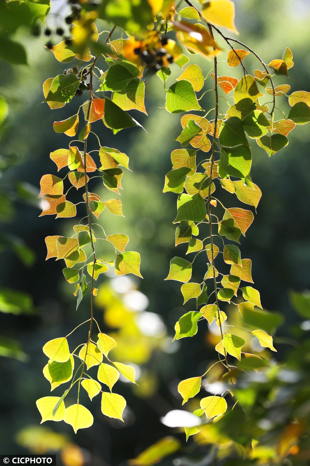 秋叶斑斓美景如画